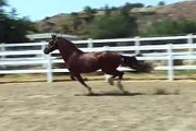 SW Show Stopper - Hackney Horse stallion at stud