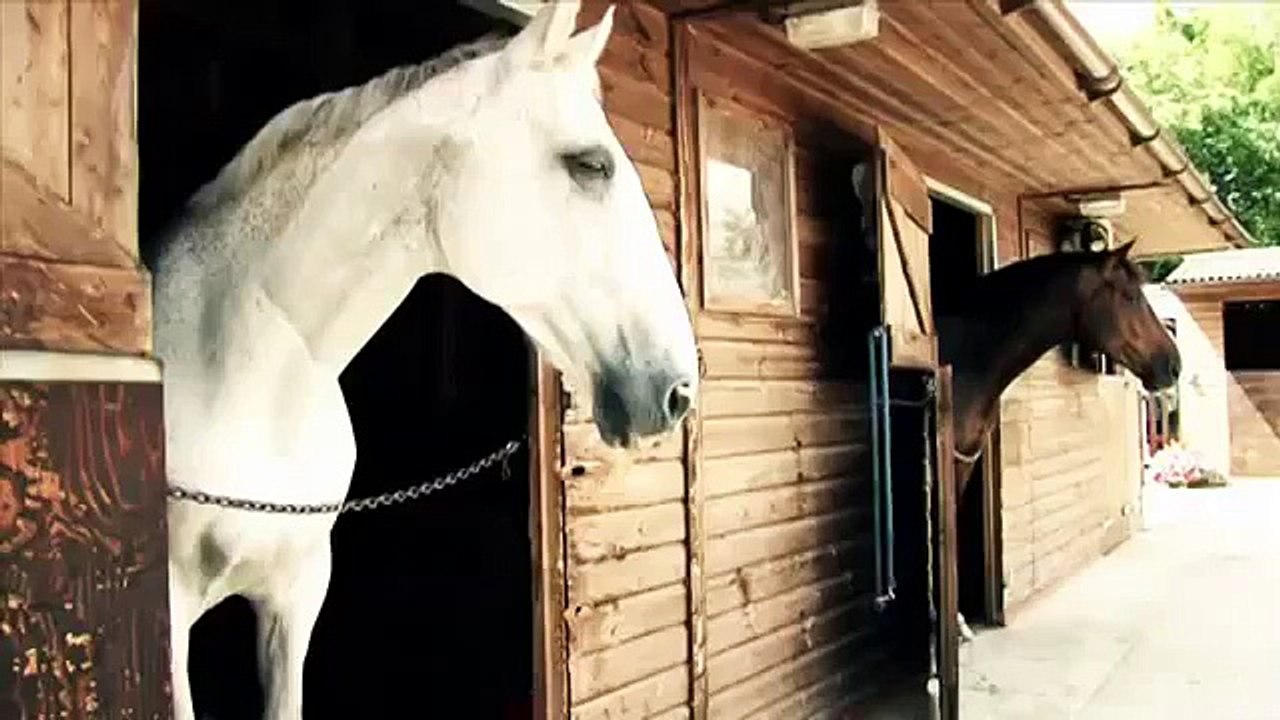 How to weigh tape a horse video Dailymotion