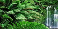 Sounds of Nature: Amazon Rainforest