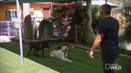 Cesar 911 S2 Episode 7 Follow-Up: Roxy