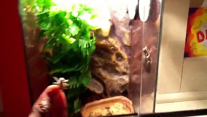 Hand Feeding Green Tree Frog