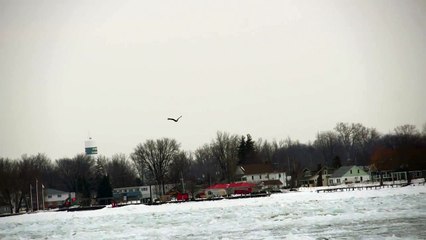 Bald Eagle Slow Motion - Algonac, Michigan