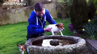 Top 10 Funny Dog Videos Compilation 2015 [NEW HD]