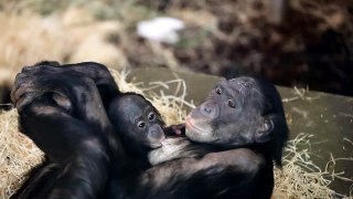 Bonobo-Baby Lubao trinkt bei Mama Liboso