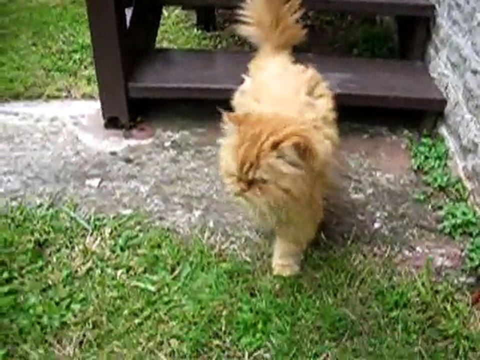 Gatto orso