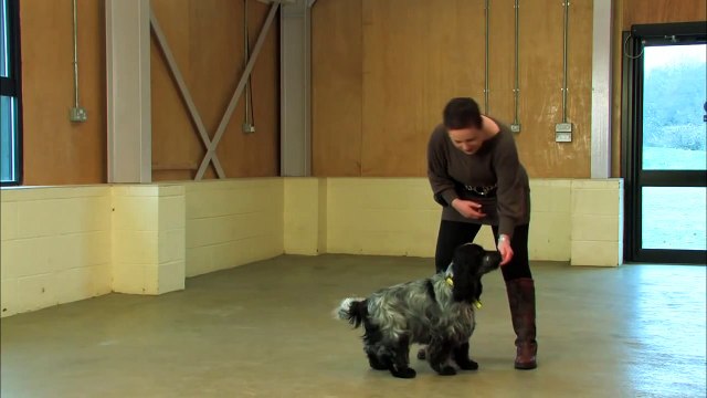Dog Training Made Easy: Sit - Part 7/25