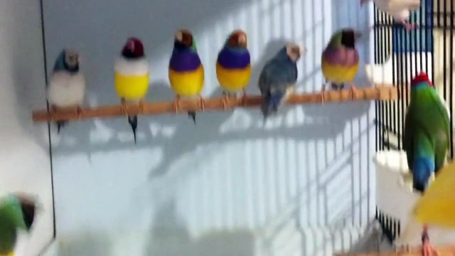 Gouldian Finches (Gökkuşağı İspinozu) June 2012 Mehmet Öztürk fr TR (1)