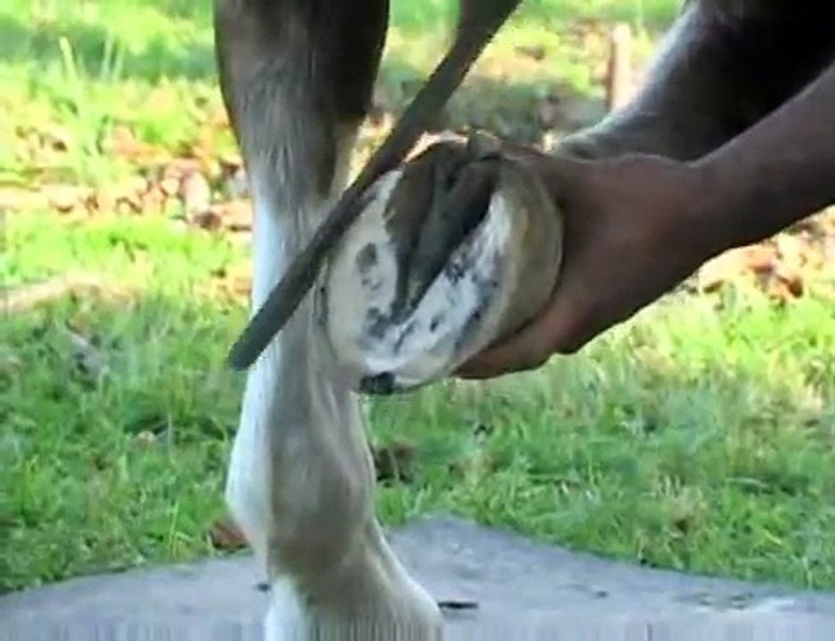 Fodder solutions : feed solutions for horses : Part 2