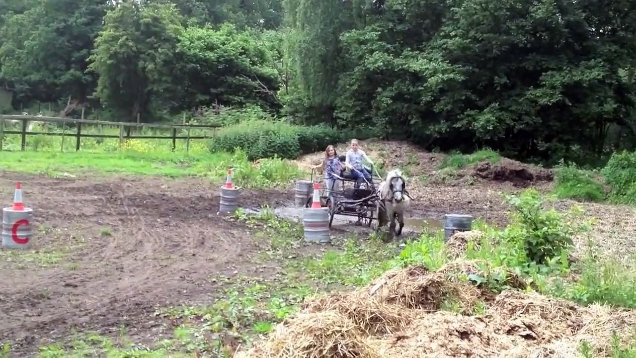 Shetland Driving pony