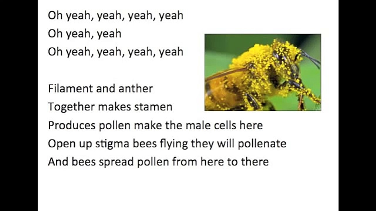 Parts of Flowers Song