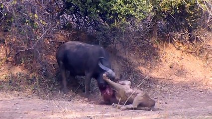 Batalla Epica a muerte entre Bufalo y Leon