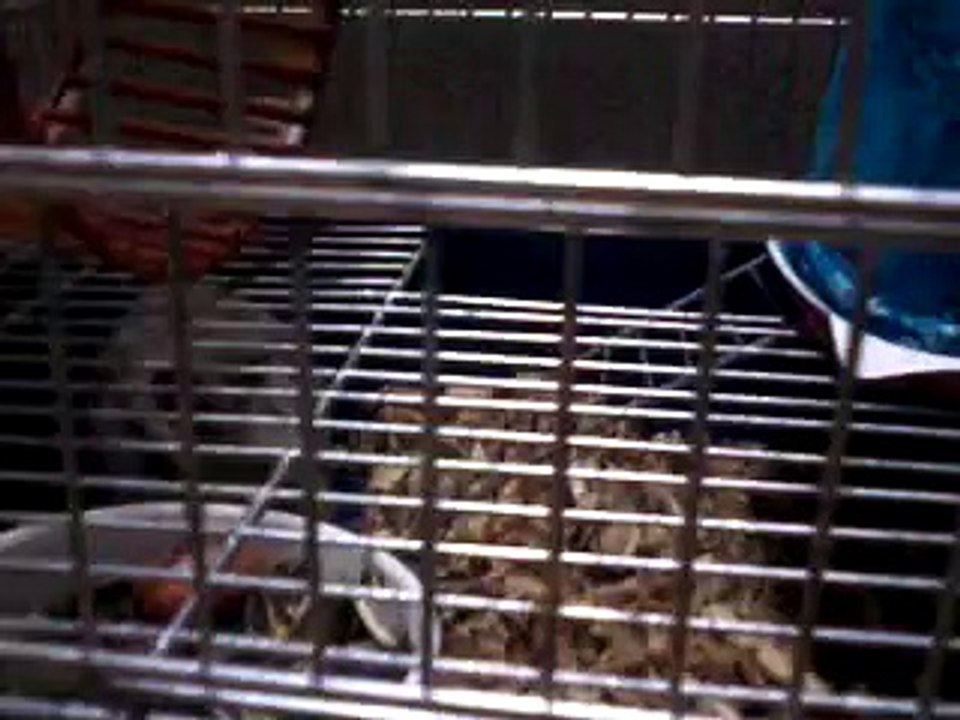 Como amansar seu hamster p/t 2