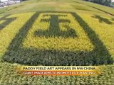 Paddy field art to promote rice planting in China' s Xinjiang