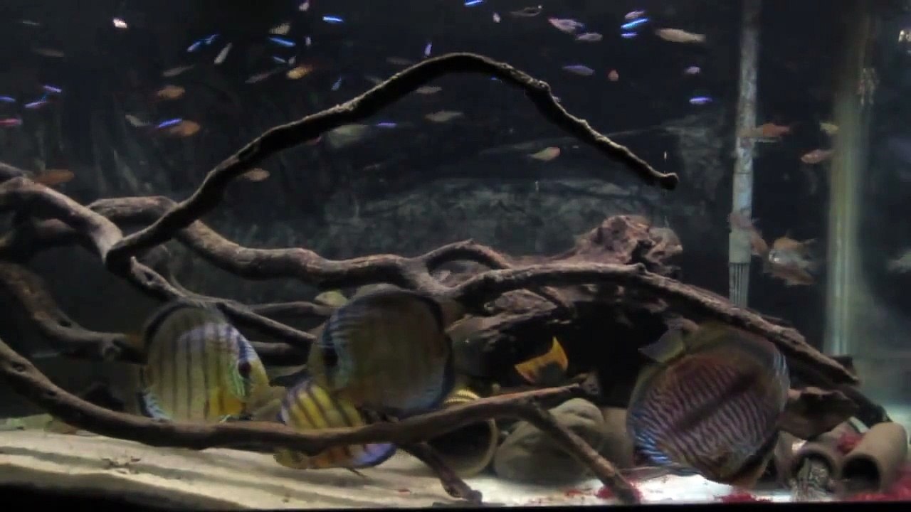 UPDATE: Wild discus feeding on frozen bloodworms