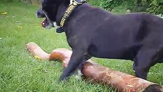 Staffordshire Bull Terrier Obsessed With Huge Stick