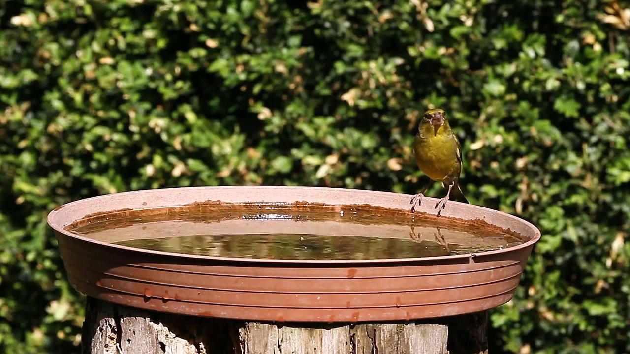 Itató kánikulai Madárbarát kertben / Bird drink...