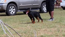 Rottweiler puppy - Deuel vom hause Harless in Tennessee -Rottweiler AIRK show