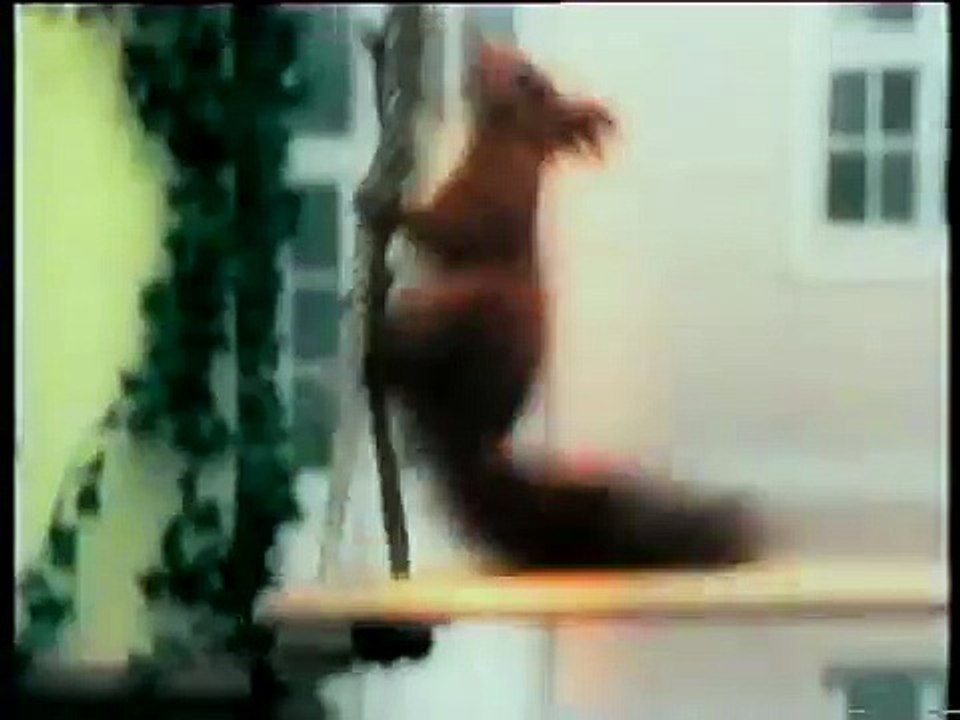 Reklama Kitekat, PL 2000 Wasowski & Szczęśniak (Commercial)