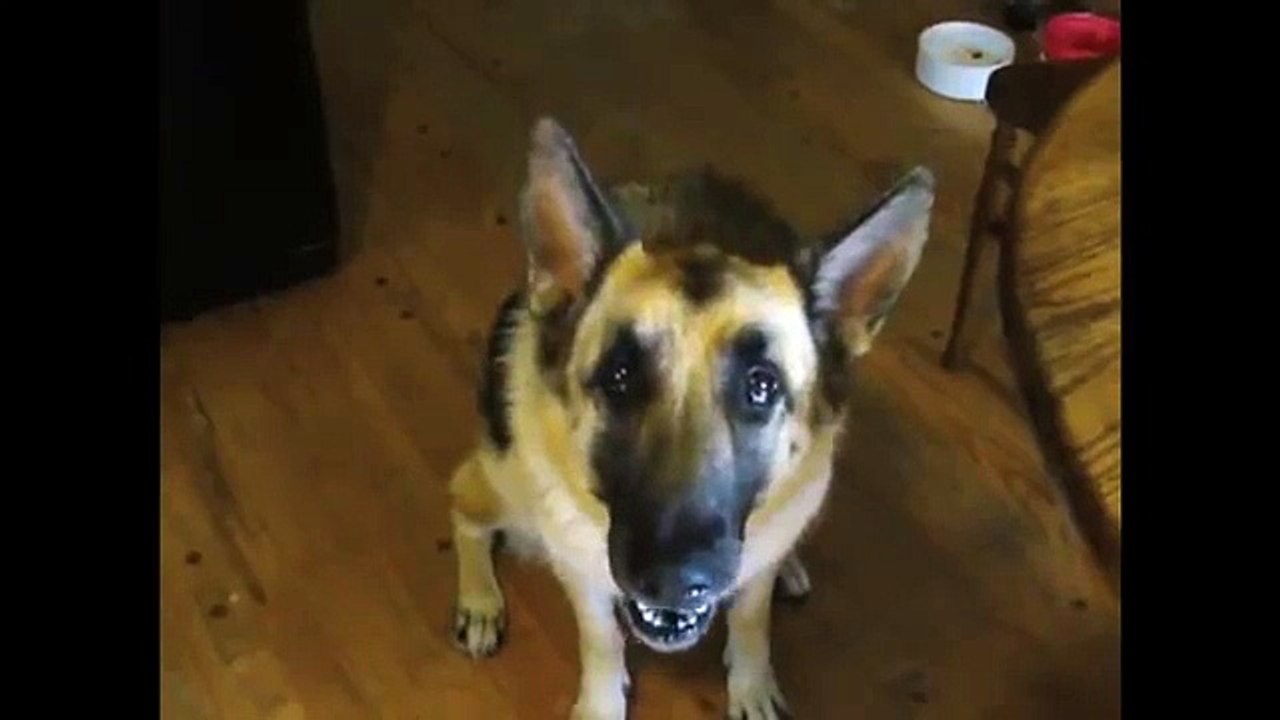 funny dog talking about bacon