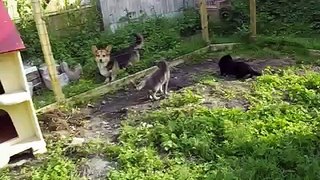 les minouch'kats découvrent l'enclos