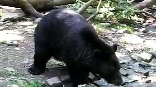 Bären in Worbs