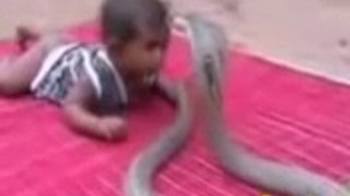 ular makan manusia