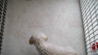 Toy Poodle Barking at Turtle