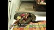 Kid rides giant python