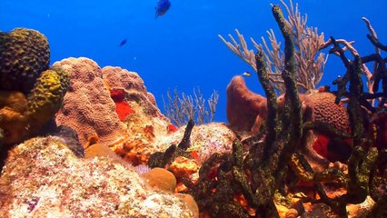 Coral Reefs 1