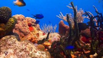 Coral Reefs 3