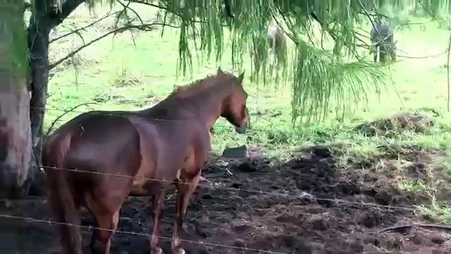 Horse pooping and peaing while eating!! ( SUPER FUNNY )