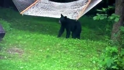 Baby bear caught pllaying on hammock