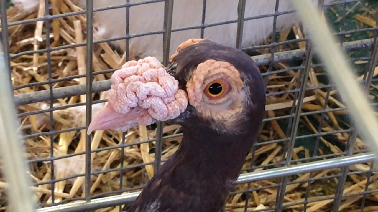 Drôles de bêtes aux Quatre-Jours