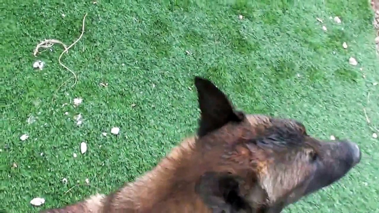 Dogs having fun in pool