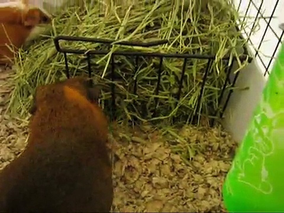 Guinea pigs: Sonic and Tails experiences carefresh bedding for the first time