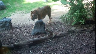 Tiger pacing up and down