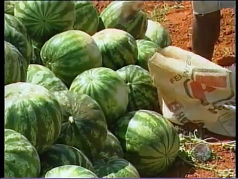 VIDA NA ROÇA 6 - Produção Agrícola