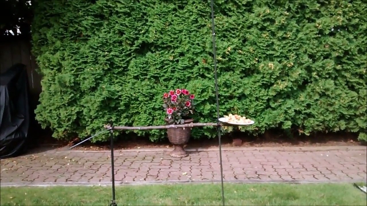 Steller's Jay photography setup