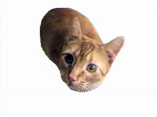 Re: Ultra Kawaii - Kitty Cat Dance Remix