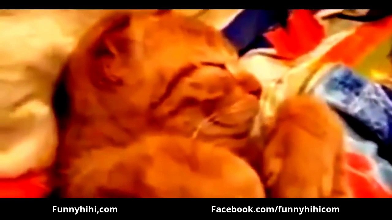 Vidéo drôle de chat | Vidéo drôle 2015 | Drôle de chat sommeil | Drôle animale 2015