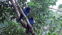 Gralha Azul na Lagoa da Conceição - Florianópolis - SC