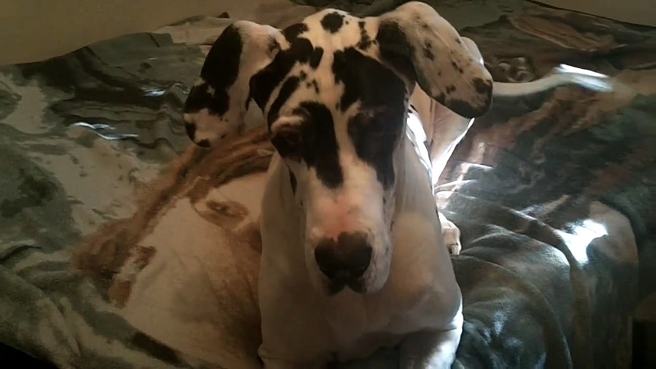 Xena, the Great Dane, wants a cookie!