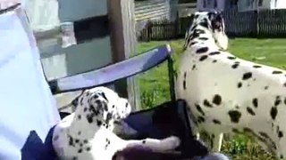 Tango guards Sway the puppy