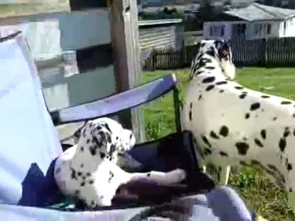 Tango guards Sway the puppy