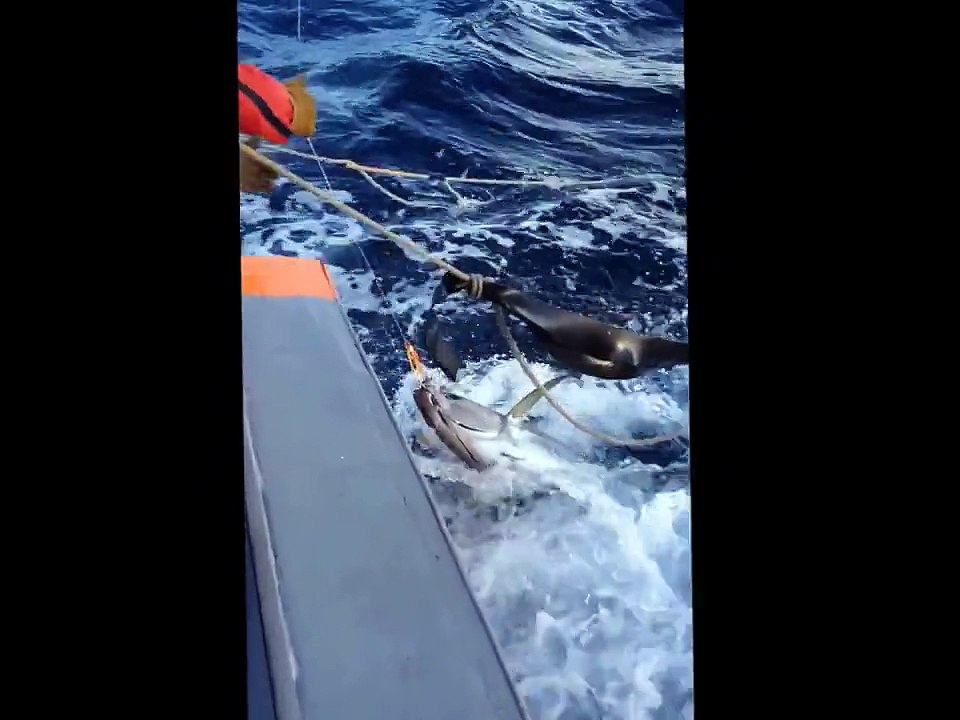 vidéo de pêche de gros thons à HIVA OA aux MARQUISES