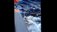 vidéo de pêche de gros thons à HIVA OA aux MARQUISES