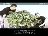 Green House Seed Co Big Bang Grow with Japanese Subtitles