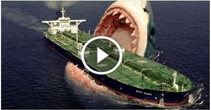 biggest shark in the world caught on video