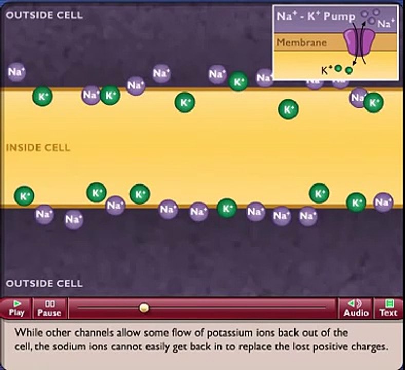 Animation The Nerve Impulse