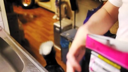 ハスキー犬フランの夕食